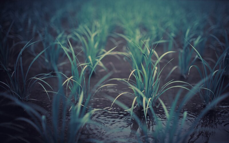 young rice plants in water