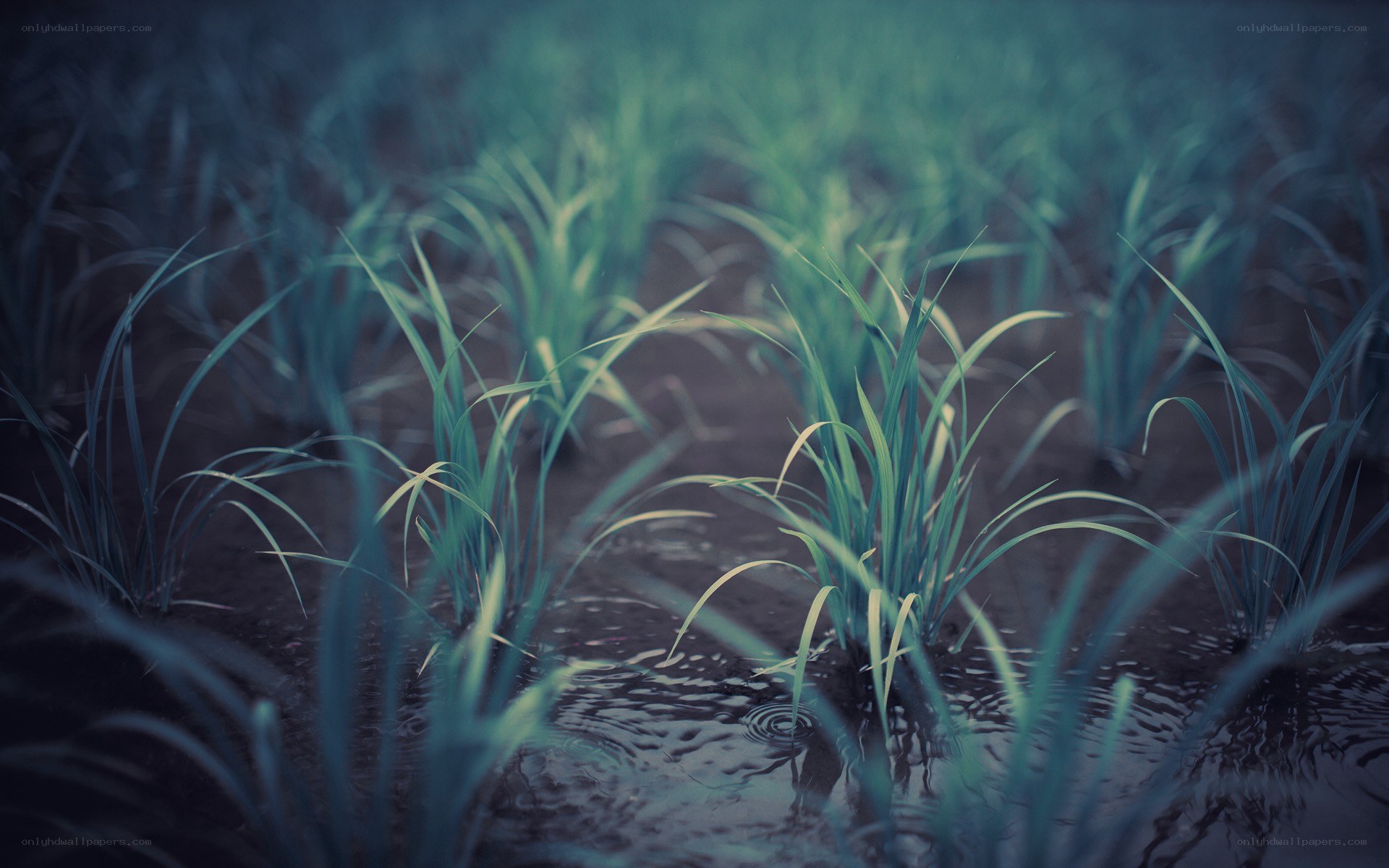young rice plants in water