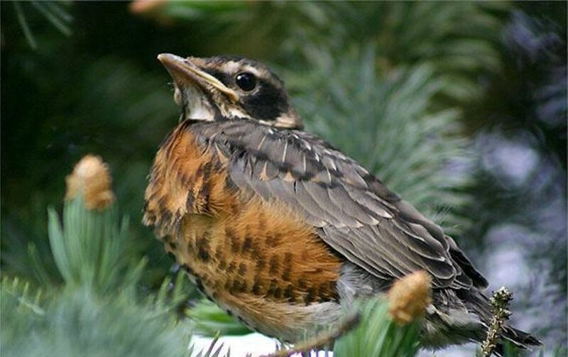 Young Robin Bird