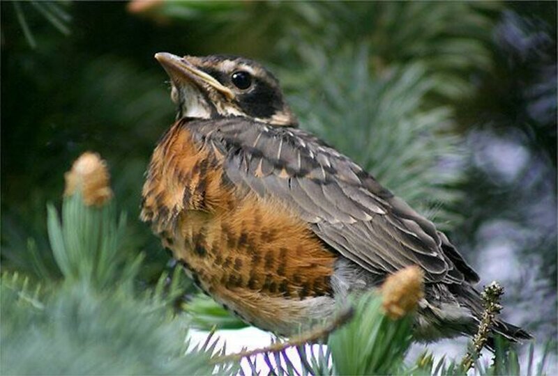 young robin in a tree