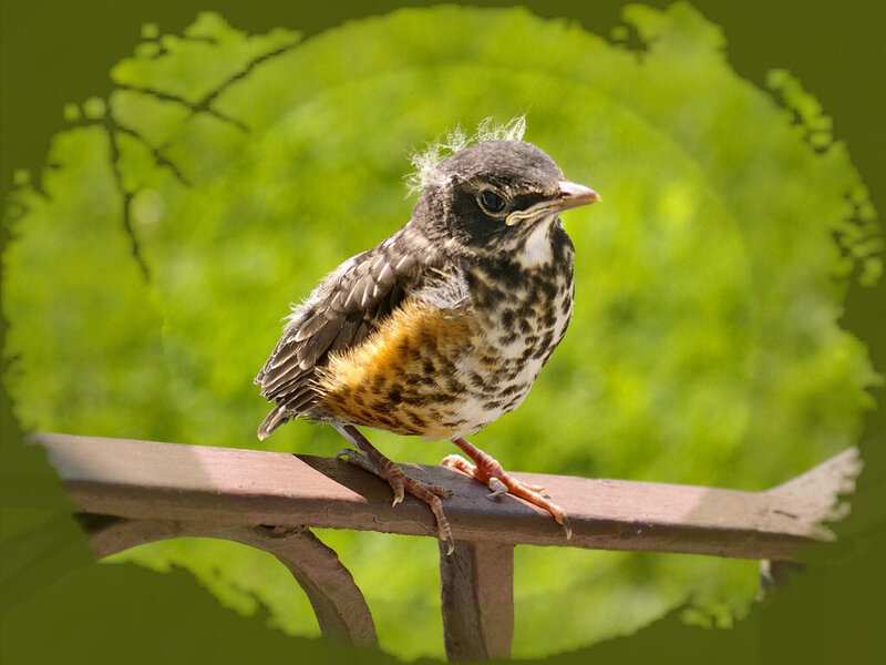 Young Robin on a Railing