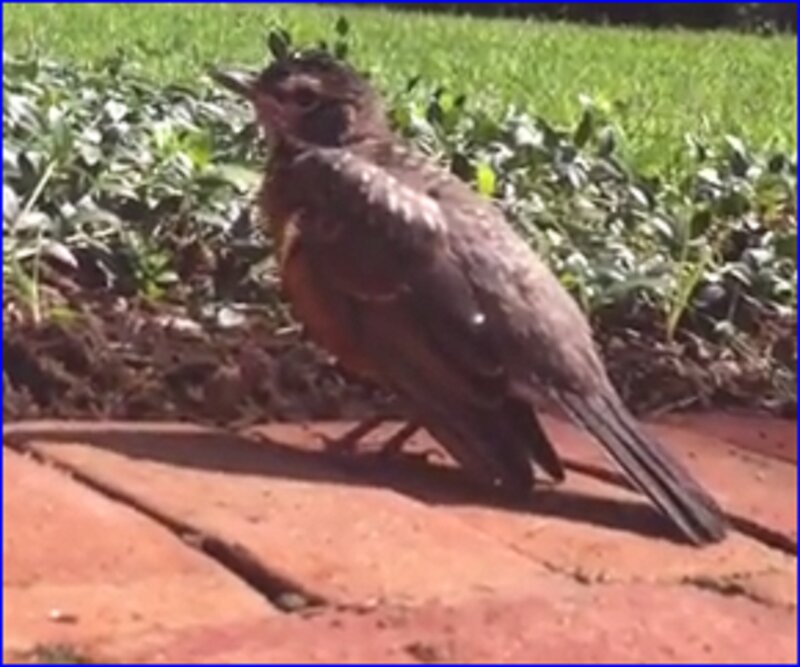 Young Robin on Brick