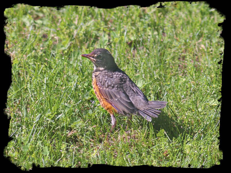 Young Robin on Grass