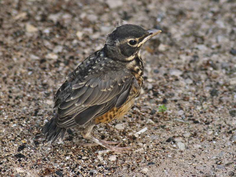 Young Robin on Ground
