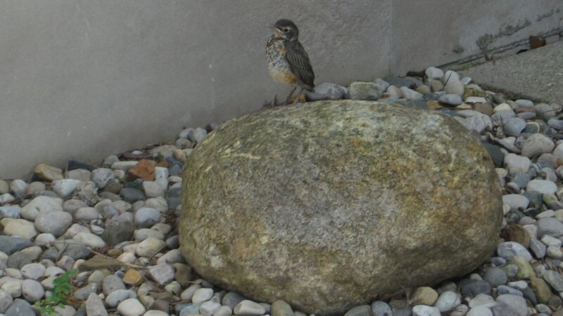Young Robin on Rock