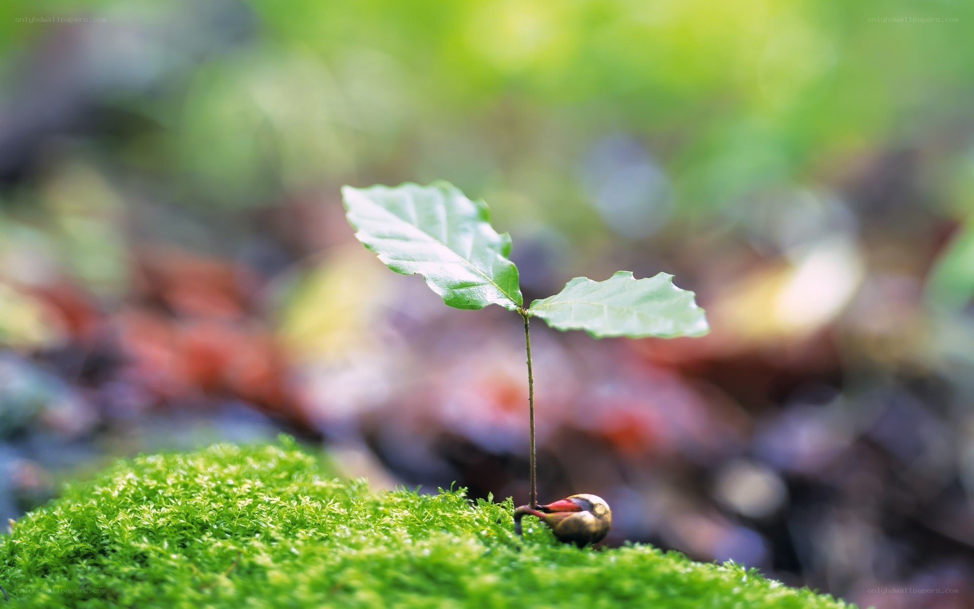 Young sapling on moss