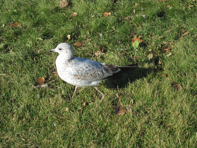 Young Seagull on Grass