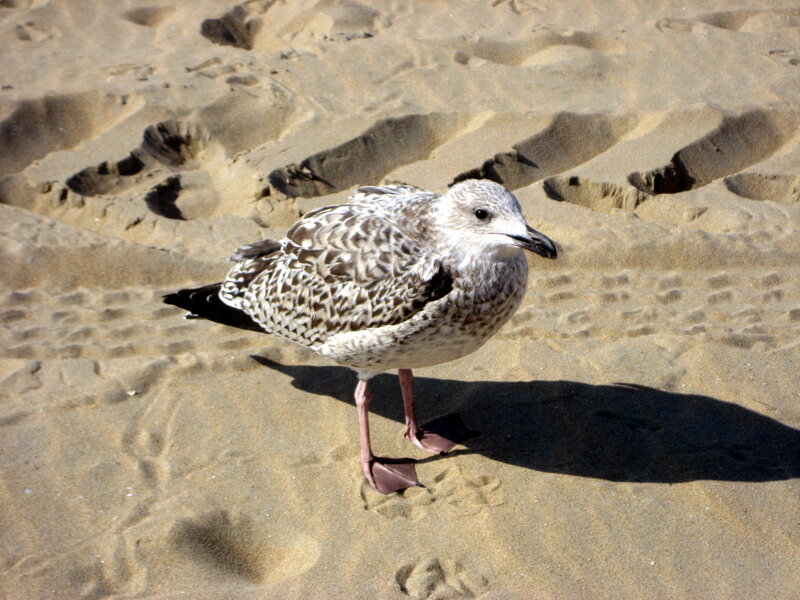 Young Seagull on Sand