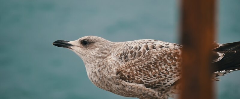 Young Seagull Perched