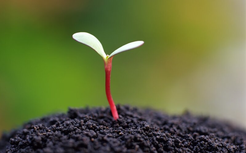 Young seedling sprouting from soil