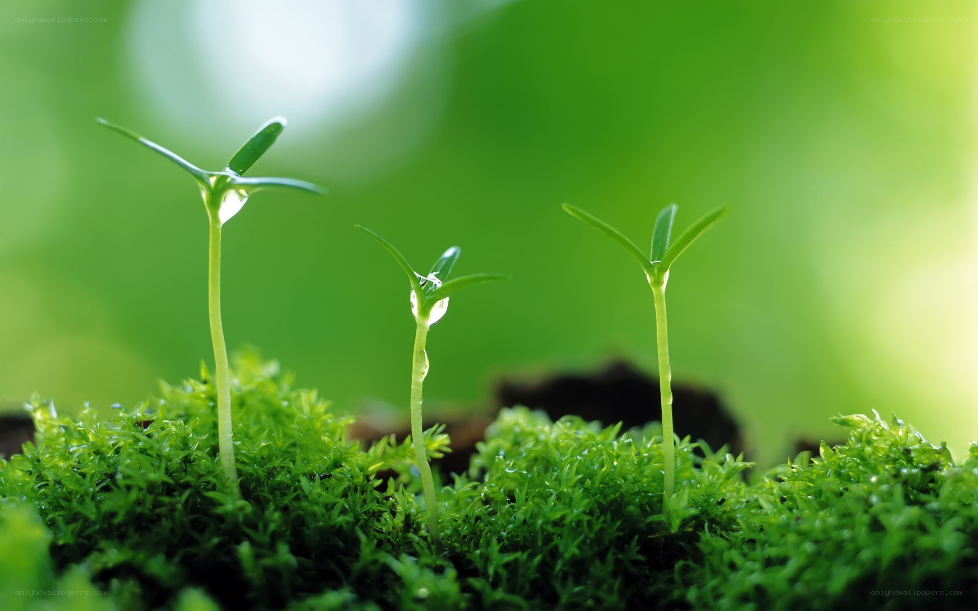Young seedlings in moss