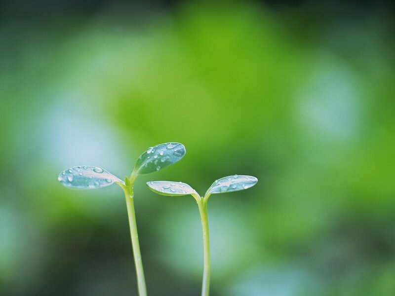 Young seedlings with dew drops