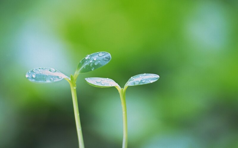 Young seedlings with dew drops