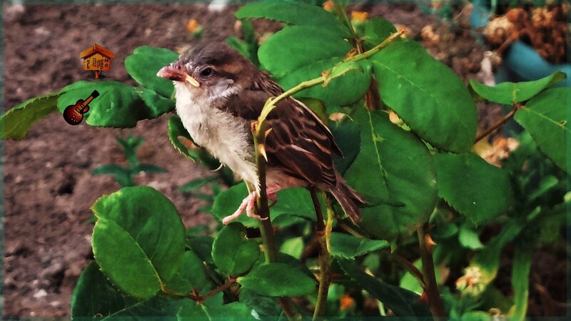 Young Sparrow on Branch