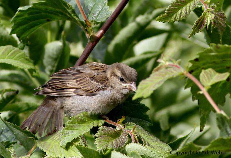 Young Sparrow on Leaf