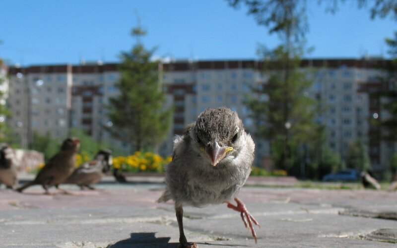 Young Sparrow on Pavement