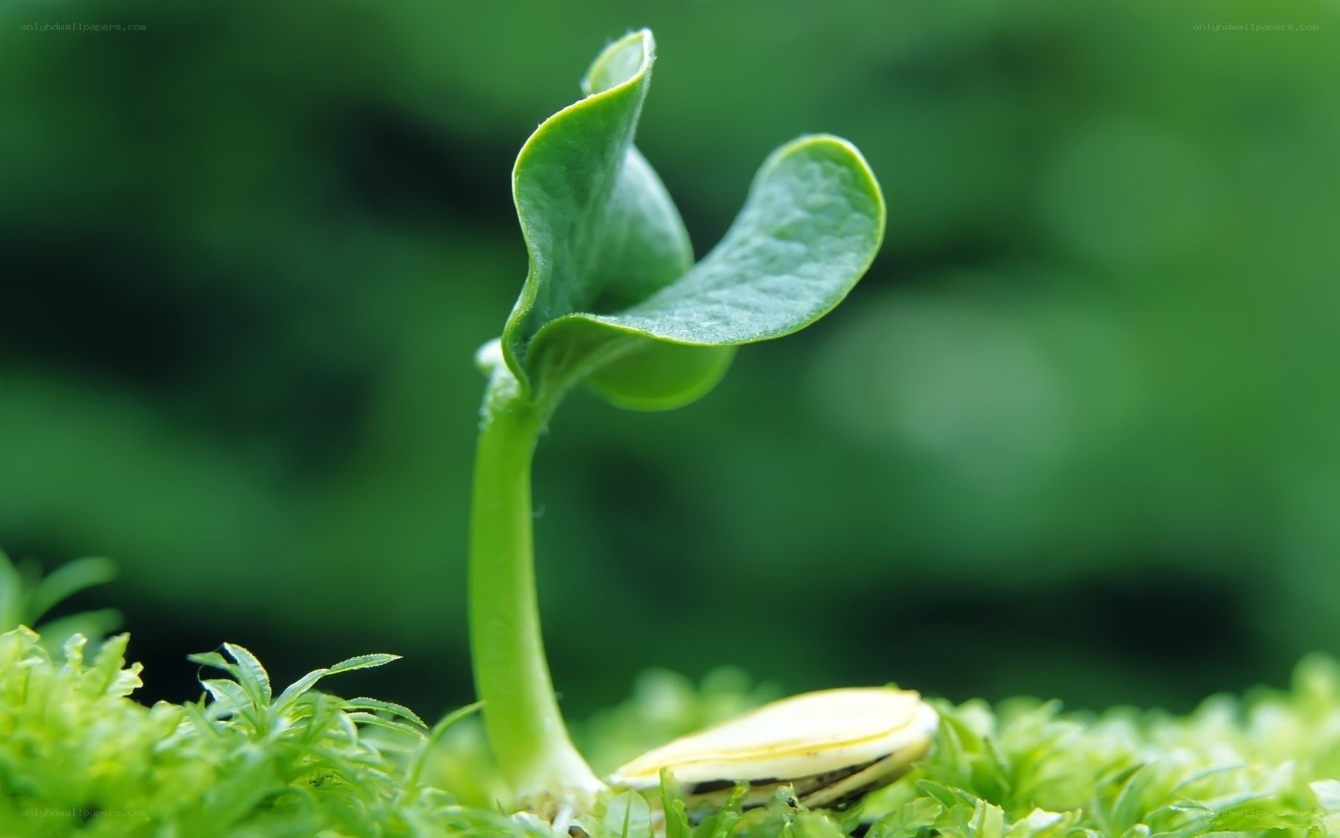 Young sprout emerging from soil