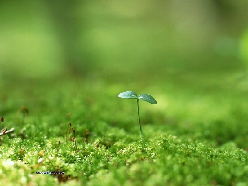 Young sprout in moss