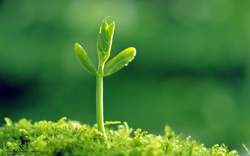 Young sprout in moss