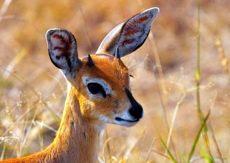 Young Steenbok in Grass