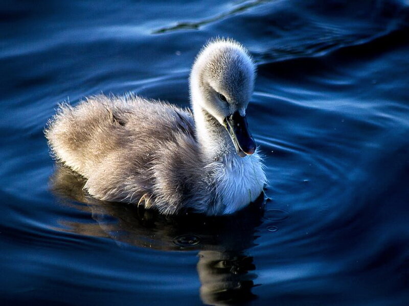 Young Swan Chick — Blue, Serene