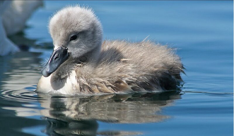 Young Swan Chick — Blue