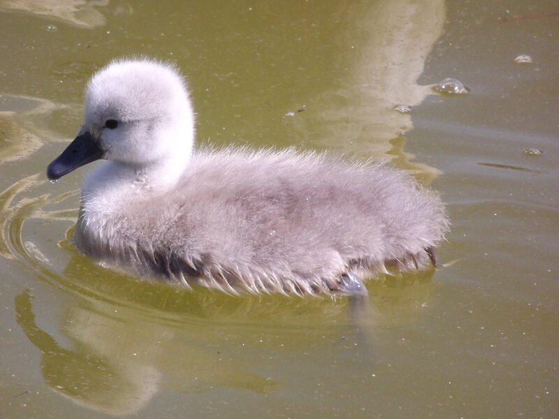 Young Swan Chick — Gray, Calm
