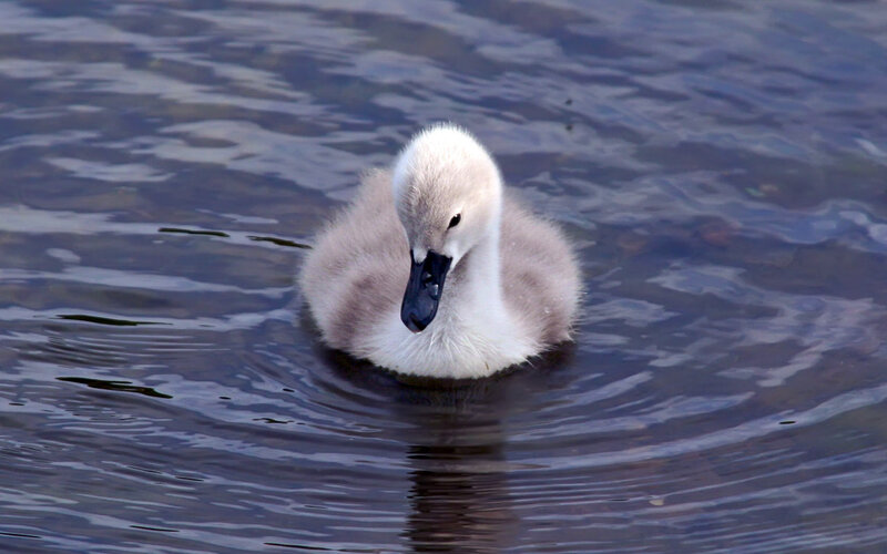 Young Swan Chick — Gray