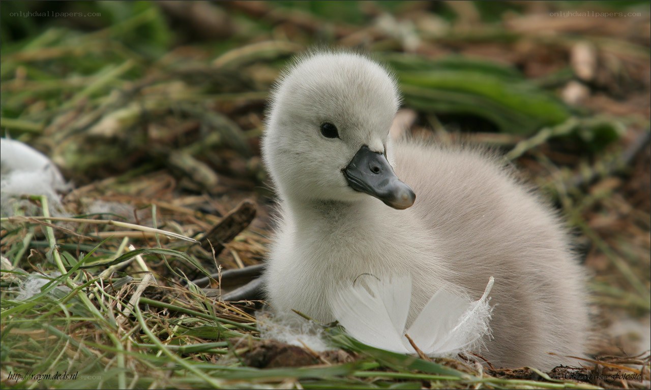 young swan chick in nest