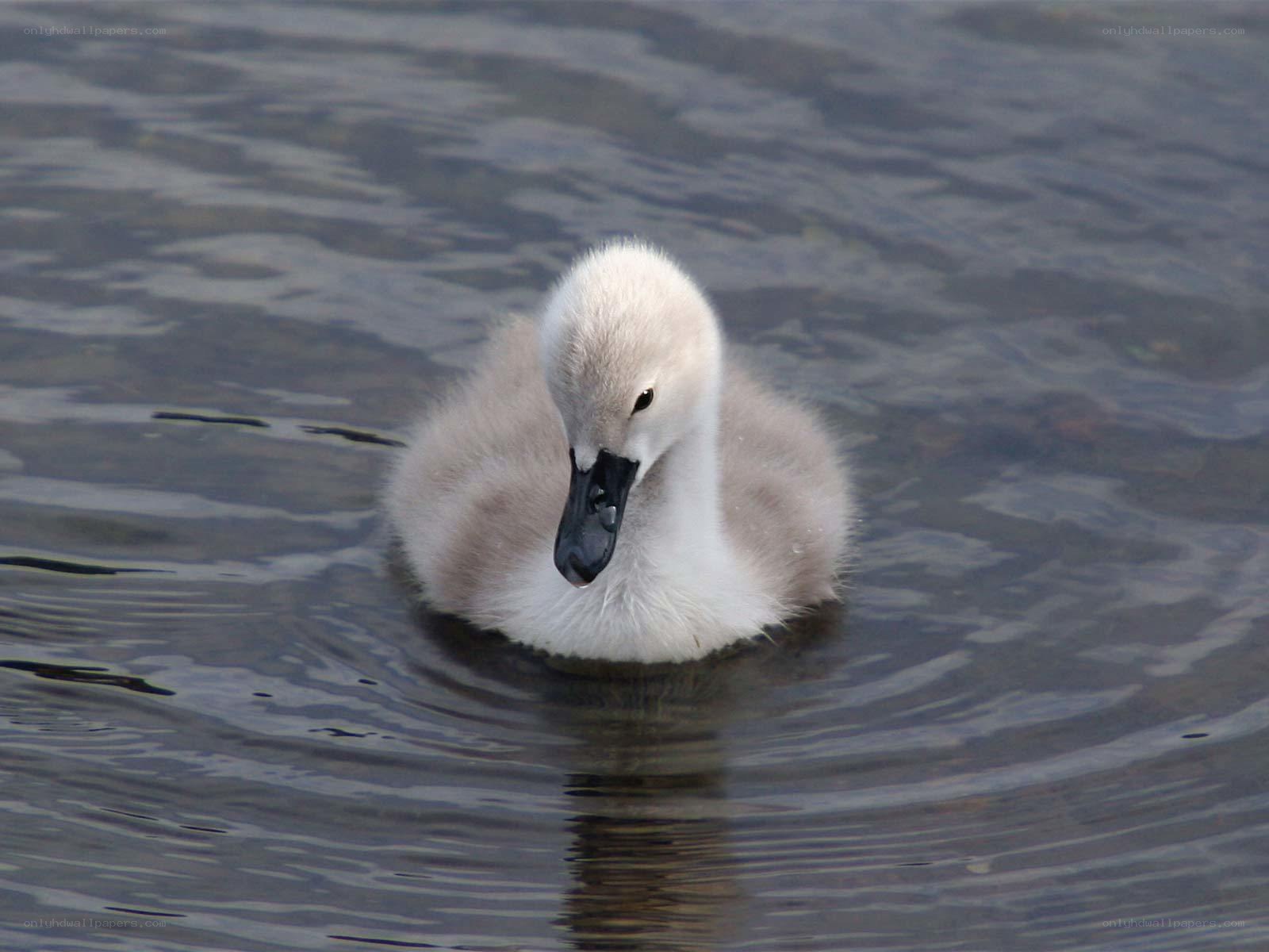 young swan chick on water