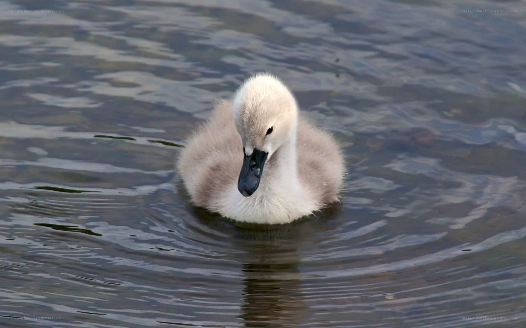young swan chick swimming
