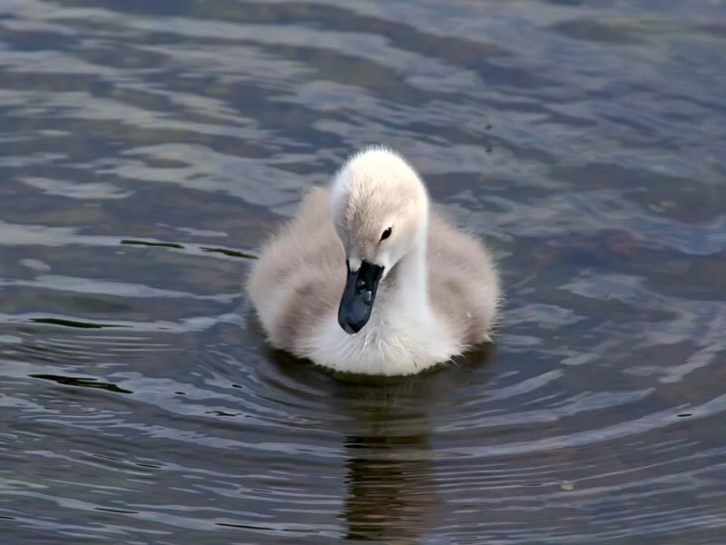 Young Swan Chick