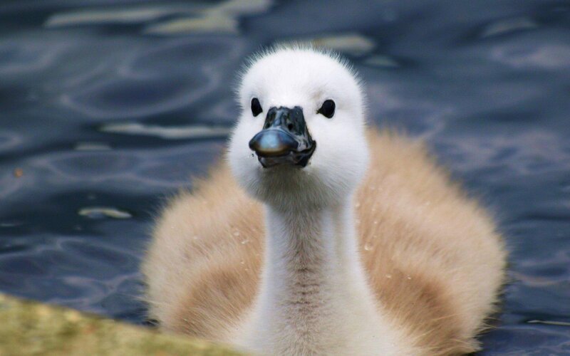 Young Swan Chick — White, Calm