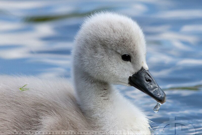 Young Swan Chick — White, Serene, Photograph