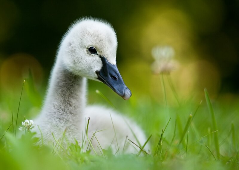 Young Swan Chick — White, Serene