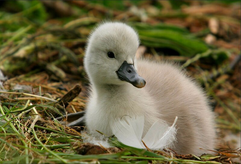 Young Swan Chick — White