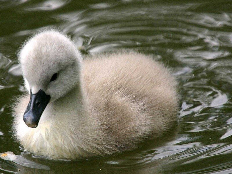 young swan duckling