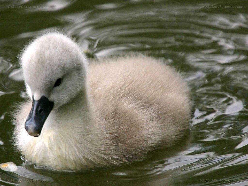 young swan duckling