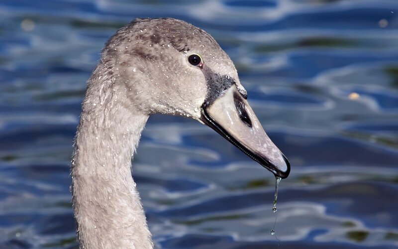 Young Swan Head — Blue