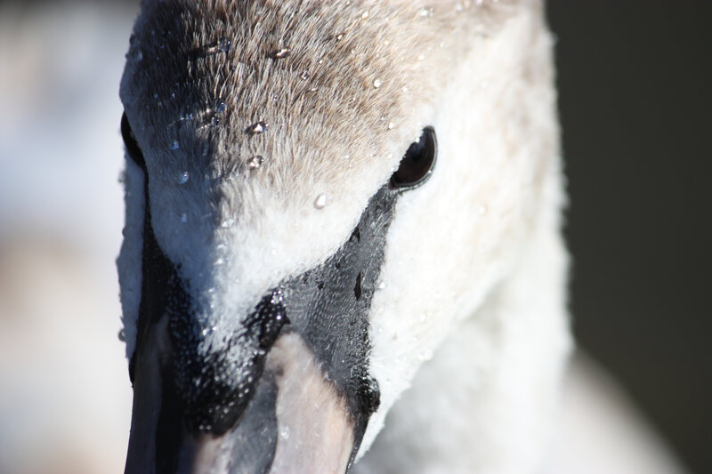 Young Swan Head