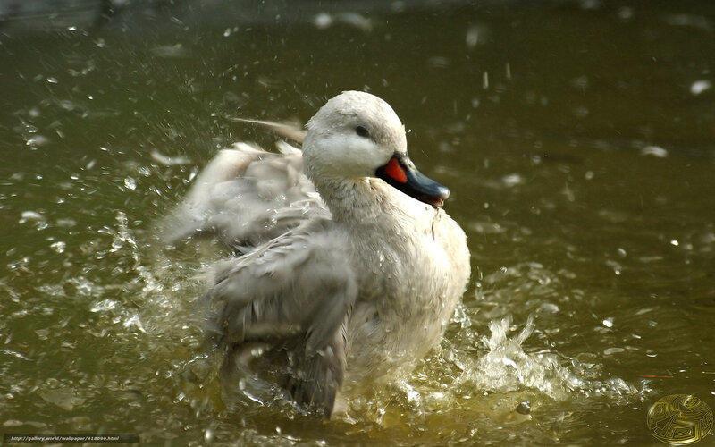 Young Swan in Water — Gray