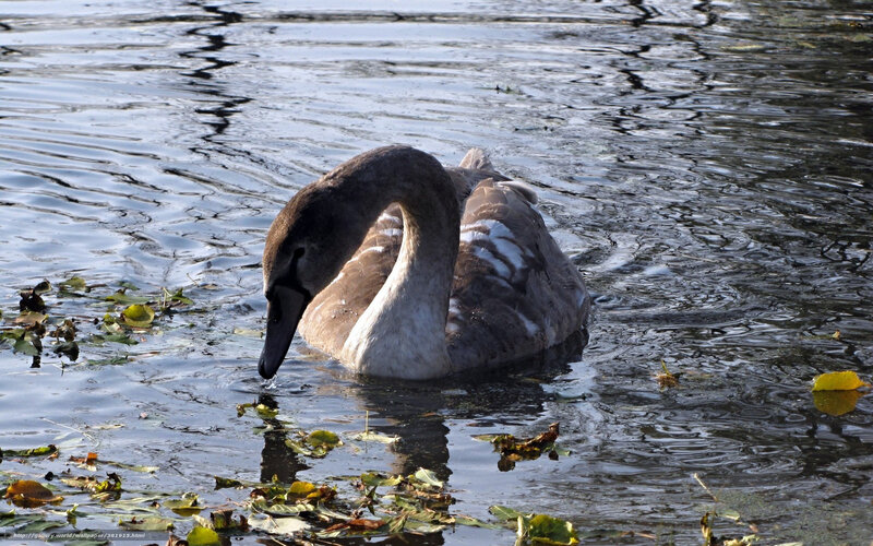 Young Swan in Water