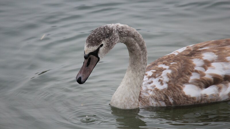 young swan on the water