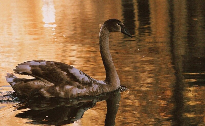 Young Swan on Water — Brown