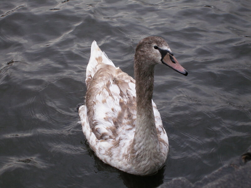 Young Swan on Water — Gray