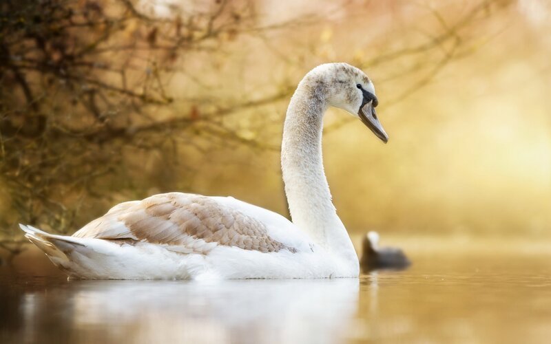 Young Swan on Water — White, Serene