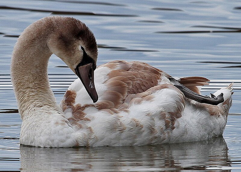 Young Swan on Water — White