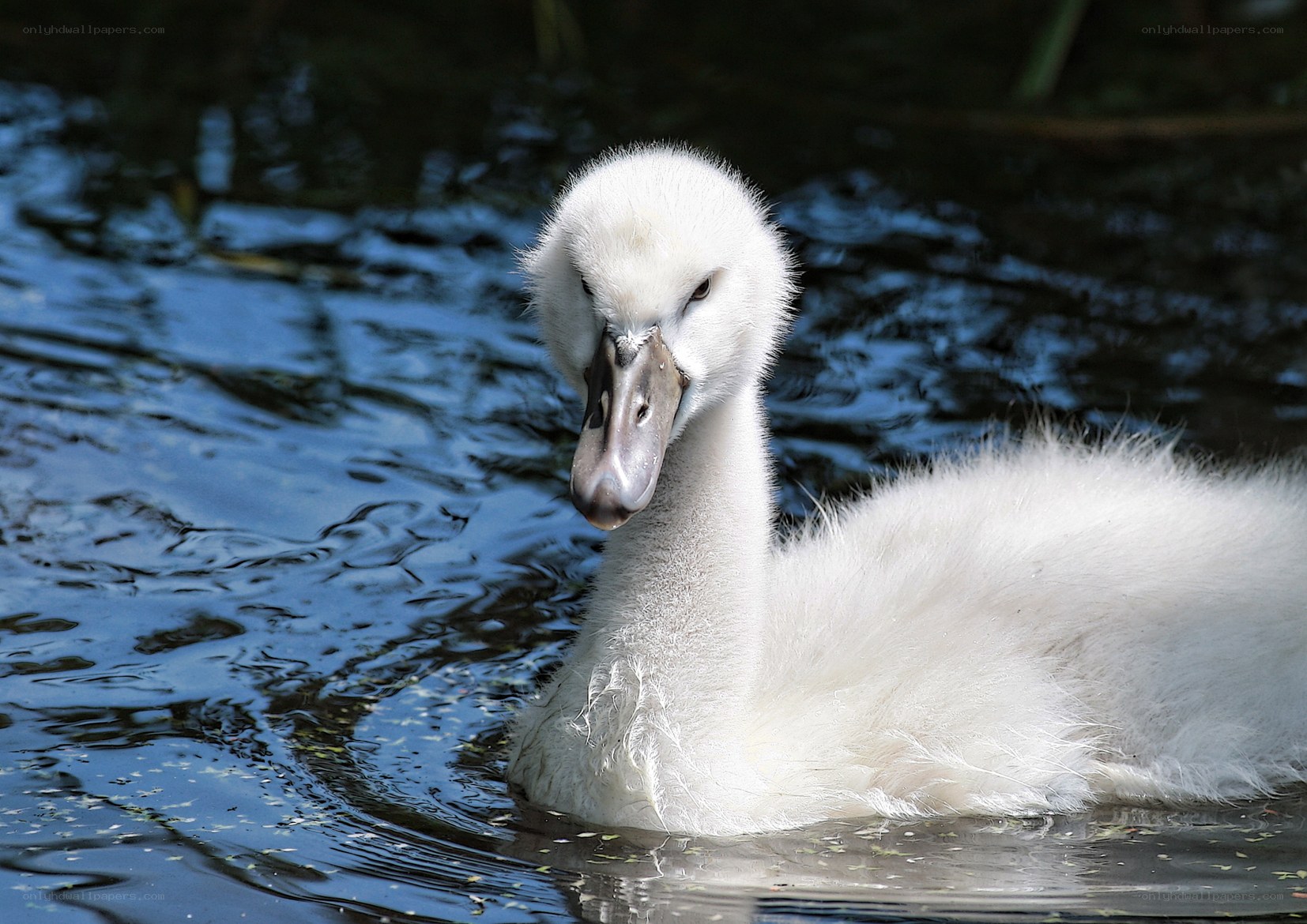 young swan on water