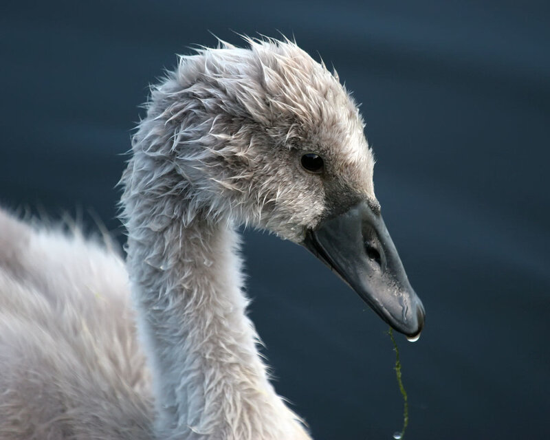 young swan with wet feathers