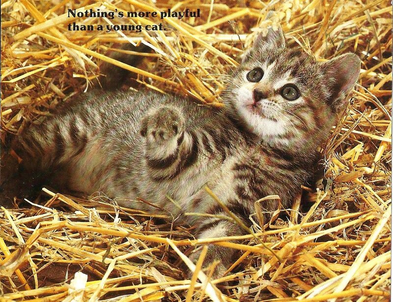 Young Tabby Kitten